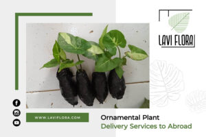 Ornamental Plant Delivery Services to Abroad