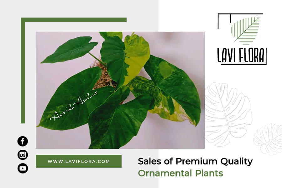 Sales of Premium Quality Ornamental Plants