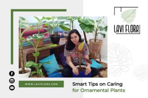 Smart Tips on Caring for Ornamental Plants