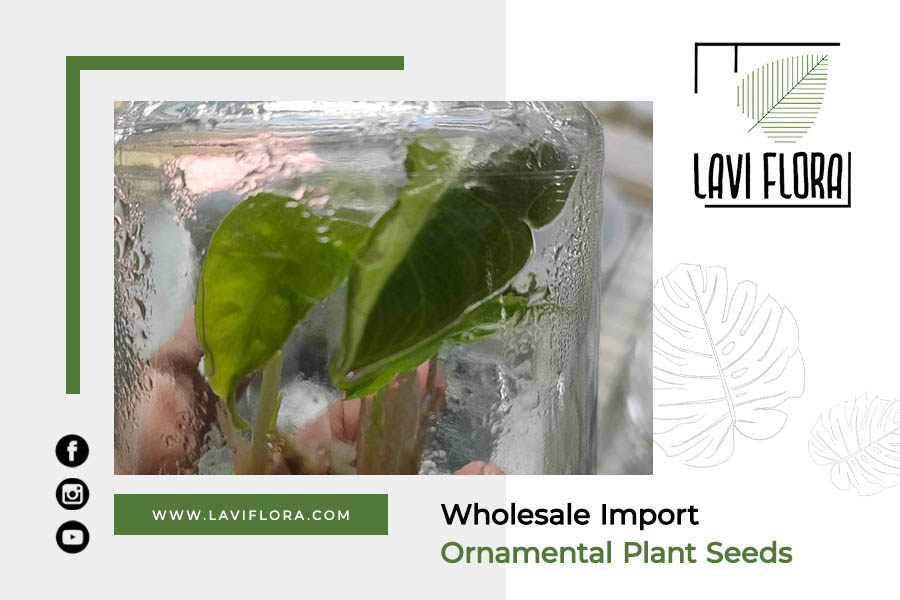 Wholesale Import Ornamental Plant Seeds